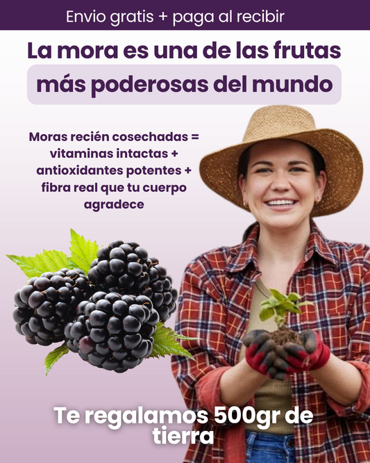🍇100 Semillas de mora - Cultiva moras jugosas tu propia fuente diaria de antioxidantes